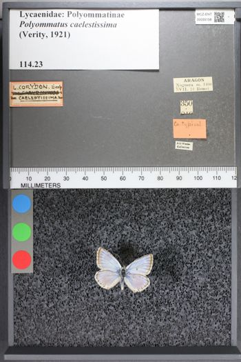 Media type: image;   Entomology 55158